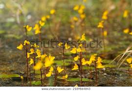 Attēlu rezultāti vaicājumam “Utricularia vulgaris leaf”