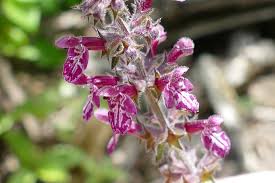Attēlu rezultāti vaicājumam “Stachys sylvatica”