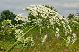 Attēlu rezultāti vaicājumam “Heracleum sosnowskyi flower”