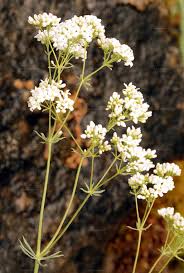 Attēlu rezultāti vaicājumam “Galium elongatum”