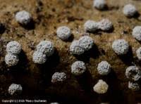 Attēlu rezultāti vaicājumam “Didymium tussilaginis spores”