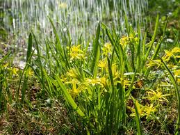 Attēlu rezultāti vaicājumam “Gagea lutea flower”