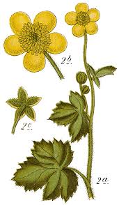 Attēlu rezultāti vaicājumam “Ranunculus lanuginosus bud”