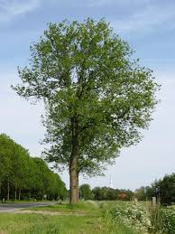 Attēlu rezultāti vaicājumam “Ulmus x hollandica”