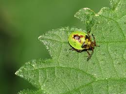 Attēlu rezultāti vaicājumam “Elasmostethus interstinctus nymph”