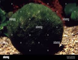 Imagini pentru Cladophora aegagropila