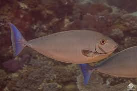 Image result for Naso hexacanthus