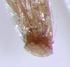 Attēlu rezultāti vaicājumam “Inula britannica bud”