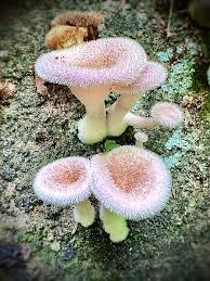 Attēlu rezultāti vaicājumam “Didymium tussilaginis spores”