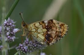 Attēlu rezultāti vaicājumam “Brenthis ino upperside”
