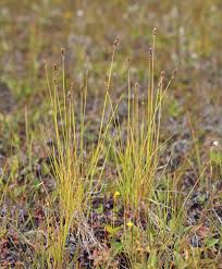 Attēlu rezultāti vaicājumam “Carex diandra”