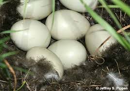 Attēlu rezultāti vaicājumam “Anas platyrhynchos eggs”