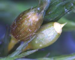 Attēlu rezultāti vaicājumam “Orthotrichum lyellii”