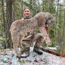 Afbeeldingsresultaat voor lynx