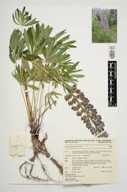 Image result for Lupinus polyphyllus Lindl.