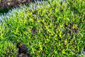 Attēlu rezultāti vaicājumam “Grimmia pulvinata sporophyte”