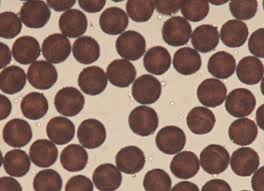 Attēlu rezultāti vaicājumam “Badhamia sp.”