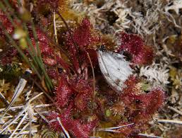 Attēlu rezultāti vaicājumam “Drosera x obovata leaf”