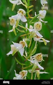 Attēlu rezultāti vaicājumam “Platanthera bifolia flower”
