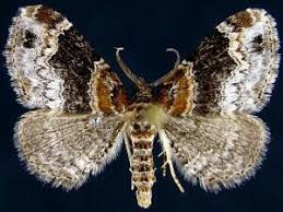 Attēlu rezultāti vaicājumam “Xanthorhoe ferrugata”