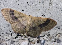 Attēlu rezultāti vaicājumam “Idaea aversata”