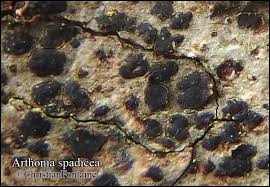 Attēlu rezultāti vaicājumam “Arthonia spadicea”