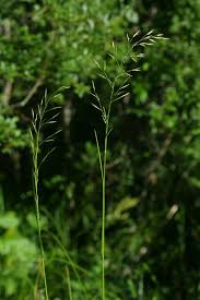 Attēlu rezultāti vaicājumam “Festuca pratensis”