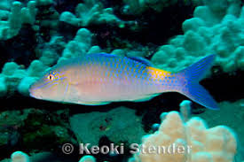 Image result for Parupeneus cyclostomus