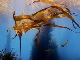 Image result for DeeperBlue.net Tribe (South London)