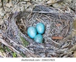 Attēlu rezultāti vaicājumam “Turdus merula eggs”