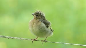 Attēlu rezultāti vaicājumam “Fringilla coelebs male”