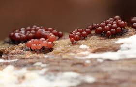 Attēlu rezultāti vaicājumam “Enerthenema papillatum”