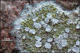 Attēlu rezultāti vaicājumam “Pertusaria albescens”