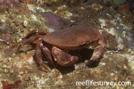 Image result for Cancer borealis