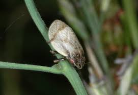 Attēlu rezultāti vaicājumam “Lepyronia coleoptrata”