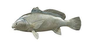 Image result for Aplodinotus grunniens