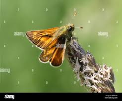 Attēlu rezultāti vaicājumam “Thymelicus sylvestris female”