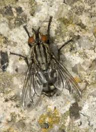 Attēlu rezultāti vaicājumam “Sarcophaga carnaria”