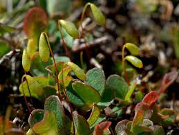 Attēlu rezultāti vaicājumam “Bryum schleicheri”