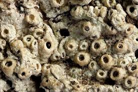 Attēlu rezultāti vaicājumam “Thelotrema lepadinum”