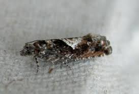 Attēlu rezultāti vaicājumam “Epinotia immundana”