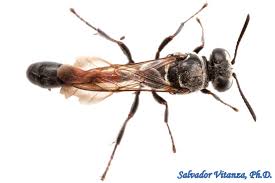 Attēlu rezultāti vaicājumam “Crabronidae”