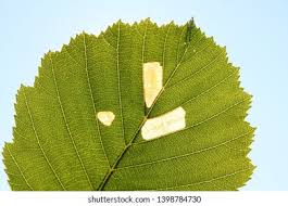 Attēlu rezultāti vaicājumam “Alnus incana leaf”