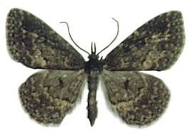 Attēlu rezultāti vaicājumam “Parascotia fuliginaria”