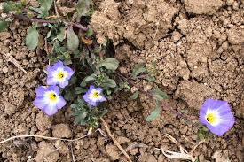 Image result for Convolvulus tricolor