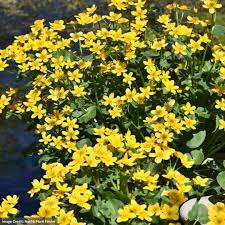 Attēlu rezultāti vaicājumam “Caltha palustris”