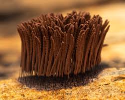 Attēlu rezultāti vaicājumam “Physarum, Nannengaella sp.”