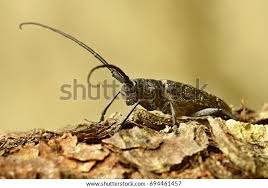 Attēlu rezultāti vaicājumam “Monochamus sutor”