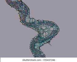 Attēlu rezultāti vaicājumam “Poa remota leaf”