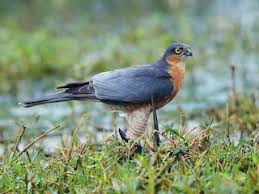 Attēlu rezultāti vaicājumam “Accipiter nisus male”